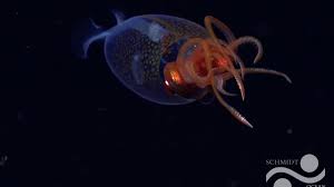 Alimlər planetin ən iri onurğasız canlısının ilk dəfə görüntüsünü çəkiblər