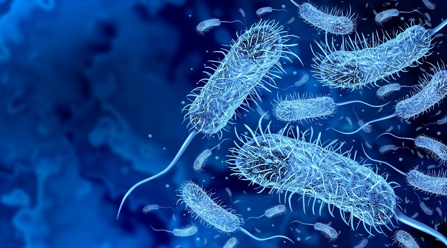 Qanada vəba epidemiyası xəbərdarlığı: 13 nəfər dünyasını dəyişib