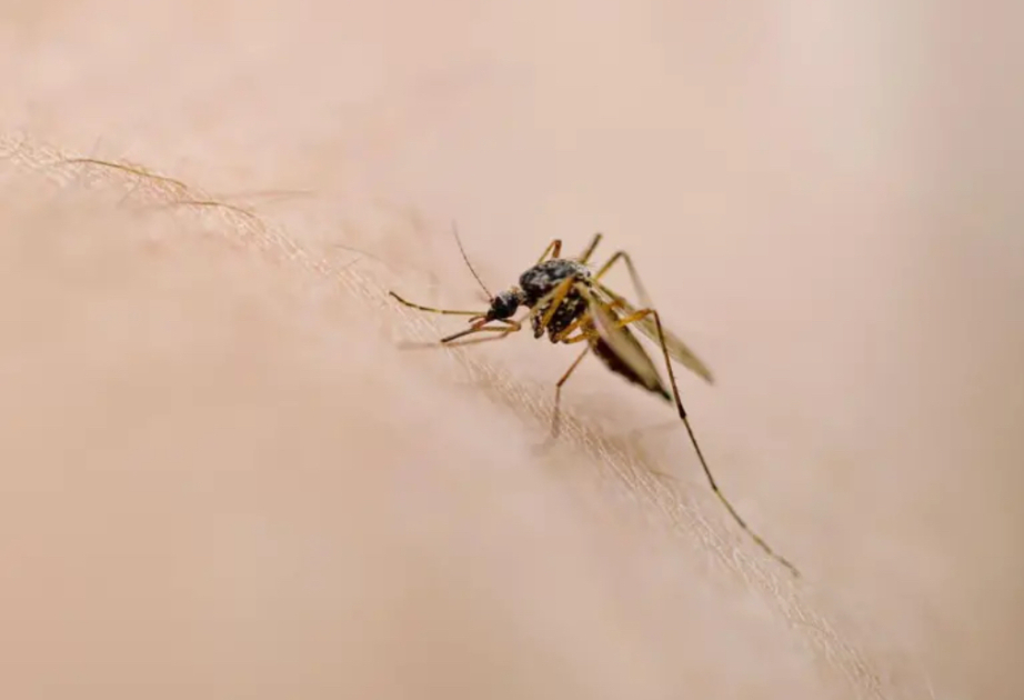 Böyük Britaniyada ilk dəfə Qərbi Nil virusu daşıyan ağcaqanadlar aşkar edilib  
