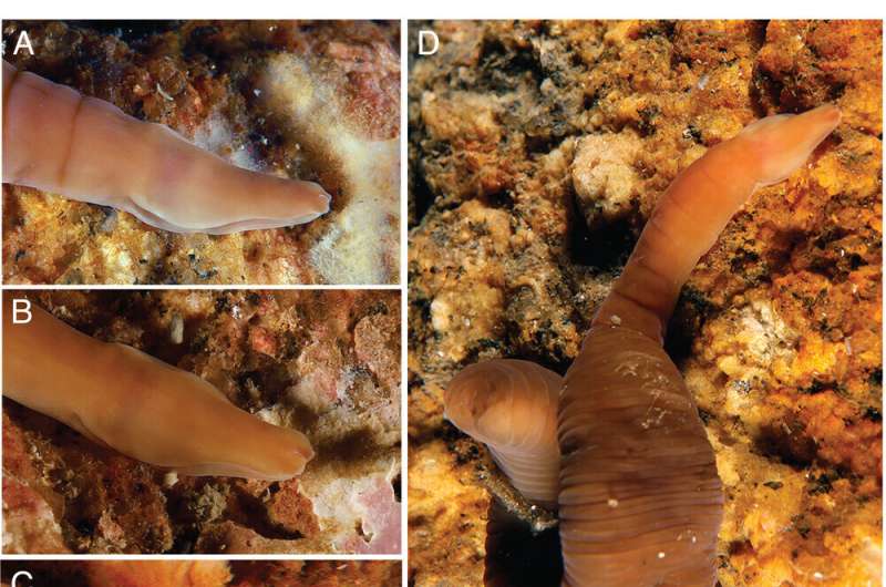 İspaniya sahillərində “akkordeon qurdu” adlandırılan yeni növ kəşf edilib  