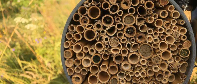 İstiləşmə və intensiv torpaq istifadəsi arılar üçün ciddi təhlükə yaradır  