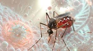 Fransanın dənizaşırı ərazilərində çikunqunya epidemiyası geniş yayılıb  