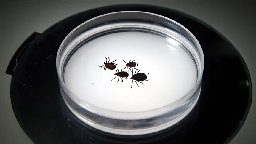 Kayseridə gənədən dördüncü ölüm