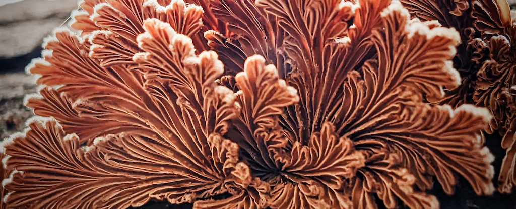 Alimlər bioloji parçalanabilən plastik material hazırlayıblar  