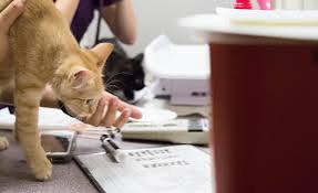 Ev pişiyinin iştirakı ilə yeni virus aşkar edilib