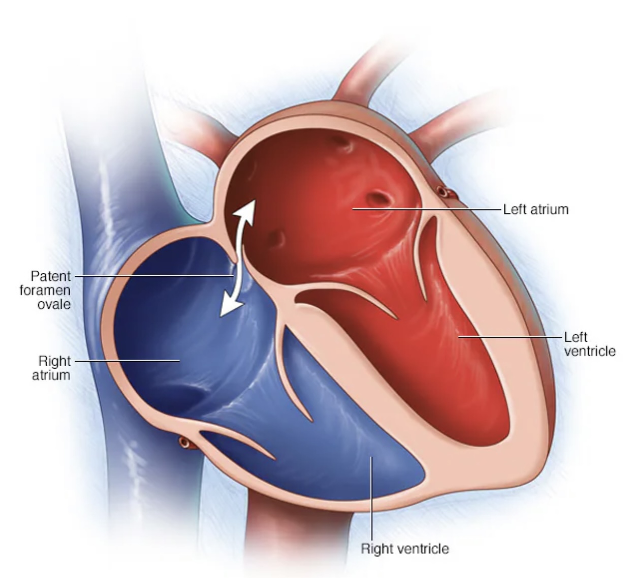 Kardioloq İradə Mahmudova: 