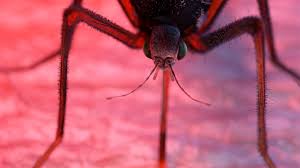 Krit adasında ağcaqanad sürfələrini məhv edə bilən mikroblar aşkarlanıb  