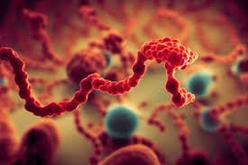 Nadir Ebola ştamı yayılır    