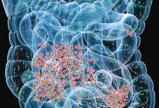 İnsanın psixi vəziyyəti bağırsaqlarındakı bakteriyalardan asılıdır