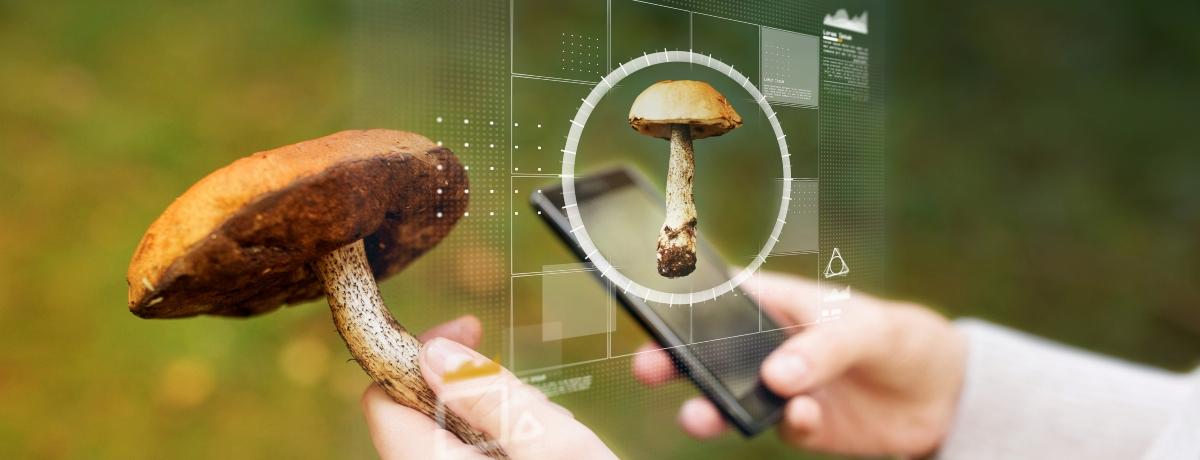 Süni intellekt sizi zəhərləyə bilər: Göbələk yığarkən neyron şəbəkələrə etibar etməyin