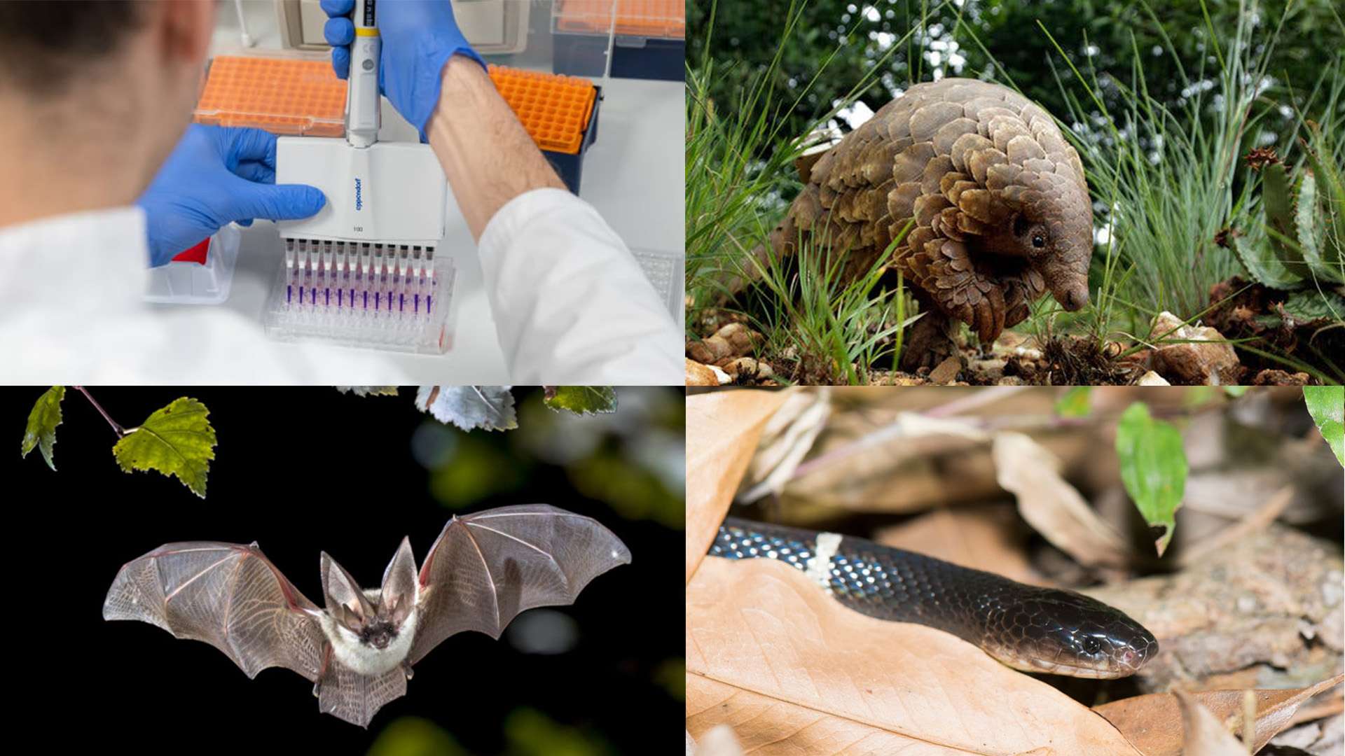 Heyvanlardan keçən yeni koronavirus aşkarlanıb