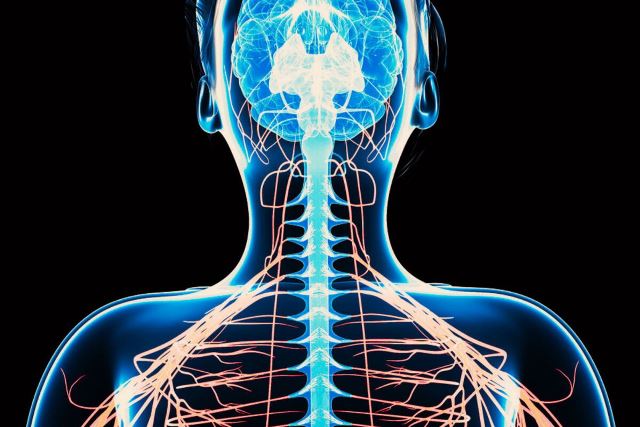 Çinli və rusiyalı cərrahların onurğa beyni transplantasiyası ilə bağlı iddiası elmi təsdiqini gözləyir